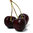 Black Cherry - Decadent Vapours Flavouring