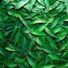 Mentholyptus - Decadent Vapours Flavouring