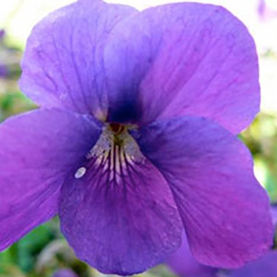 Parma Violet - Decadent Vapours Flavouring
