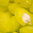 Sherbet Lemon - Decadent Vapours Flavouring