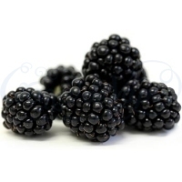 Blackberry Flavour Concentrate - 10ml