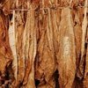 Tobacco (DK-Base) Flavour Concentrate - 10ml