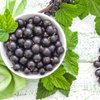 Blackcurrant Flavour Concentrate - 10ml