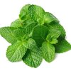 Spearmint by Cloudelier - 10ml - 6mg