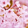 Cherry Blossom concentrate by TFA - 15ml