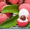 Lychee concentrate by TFA - 15ml
