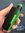 Pulse mod frosted panels by Vandy Vape